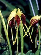 Masdevallia guerrieroi