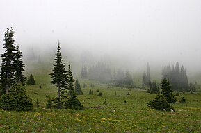 in Mount Rainier National Park, Washington, United States