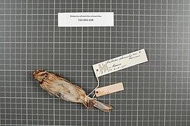 Naturalis Biodiversity Center - RMNH.AVES.31379 2 - Emberiza schoeniclus schoeniclus (Linnaeus, 1758) - Emberizidae - bird skin specimen.jpeg