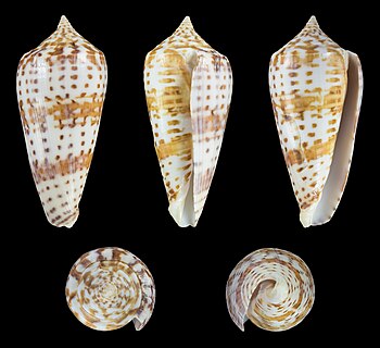 Conus lynceus (Lynceus Cone); length 8.4 cm; Originating from the Philippines