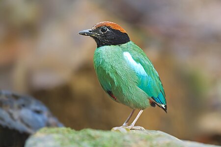 Hooded pitta, by JJ Harrison