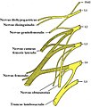 Plexus lumbosacralis