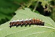 Polygonia c-album