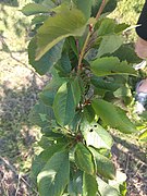 Prunus avium 95514156.jpg