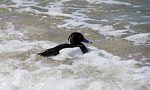 Reiherente auf Norderney , Niedersächsisches Wattenmeer.jpg