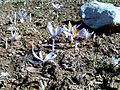 Crocus oreocreticus (H)