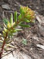 Sedum lanceolatum