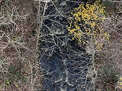 Cossette Creek,[11] tributary of Gendron Creek, under the Saint-Prosper-de-Champlain Bridge (Trans Canada Trail)