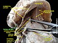 Facial artery