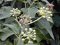 Hedera helix (chocholíky v late)