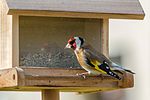 Thumbnail for File:Stieglitz Carduelis carduelis male b.jpg