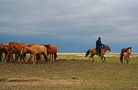 Un cavalier sur un petit cheval fauve près d'un troupeau de nombreux chevaux fauves