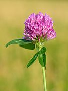 Trifolium pratense - Keila2.jpg