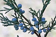 foliage and cones