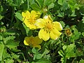 Potentilla reptans