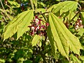 Acer circinatum