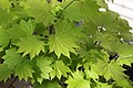 cv. 'Aureum' leaves