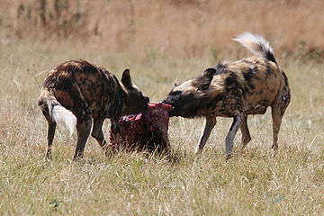 Twee wildehonde verskeur 'n stuk vleis.