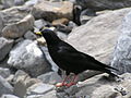 Gracchio alpino (Pyrrhocorax graculus)