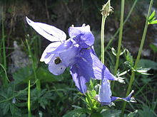 Ancolie des Alpes