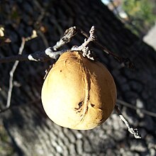 A very sweet gall on an oak-tree branch