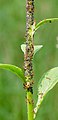 * Nomination: Ants cultivating afids on Purple Foxglove. --NorbertNagel 09:18, 9 June 2012 (UTC) * * Review needed