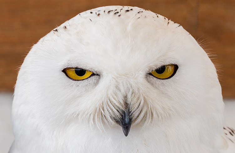 Самка белой совы (Bubo scandiacus)