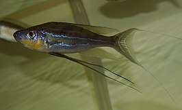 Benthochromis