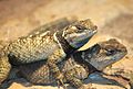 Blue Spiny Lizard