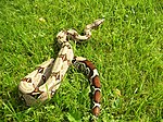 B. c. constrictor från Guyana, även kallad "Red-tail boa".