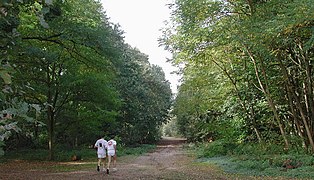 Bois de Verneuil.