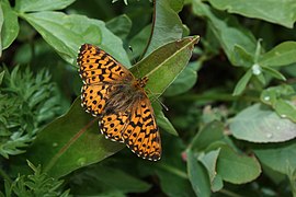 Boloria (Clossiana) chariclea