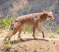 Coyote (Canis latrans).
