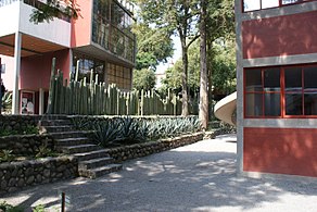 Barda de cactus que divide los terrenos entre las casas de Diego y Frida y la casa de Juan O'Gorman. Vista desde la parte posterior de la casa de O'Gorman