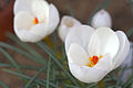 Crocus niveus (H)