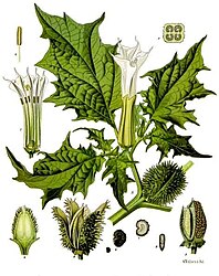 Datura stramonium L.