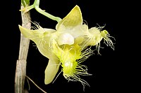 Dendrobium terengganuensis