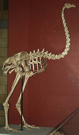 Скелет Dinornis robustus