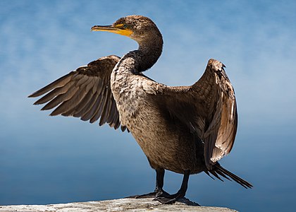 Double-crested cormorant, juvenile, by Frank Schulenburg