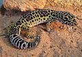 Leopard gecko, native to the region