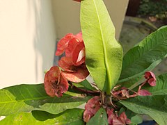 Euphorbia milii bd.jpg