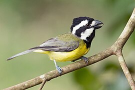 Falcunculus frontatus - Dharug National Park