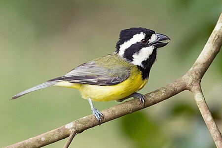 Eastern shriketit, by JJ Harrison