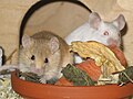 Image 4Mice with food Photograph: Whitesky