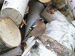 Chaffinch