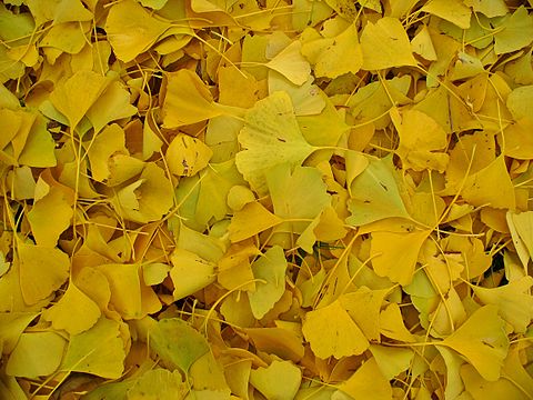 "Ginkgo_biloba_004.JPG" by User:Llez