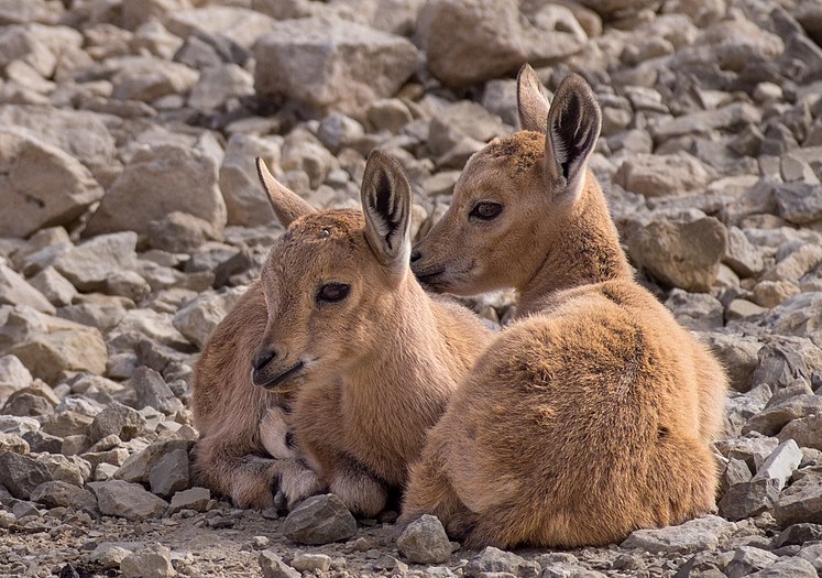 Two juvenile Nubian ibex in Mitzpe Ramon