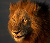 Un león no Parque Nacional de Kruger.