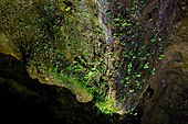 Mur de grotte colonisé par des algues et de la végétation.