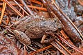 Leptolalax minimus - Phu Kradueng National Park